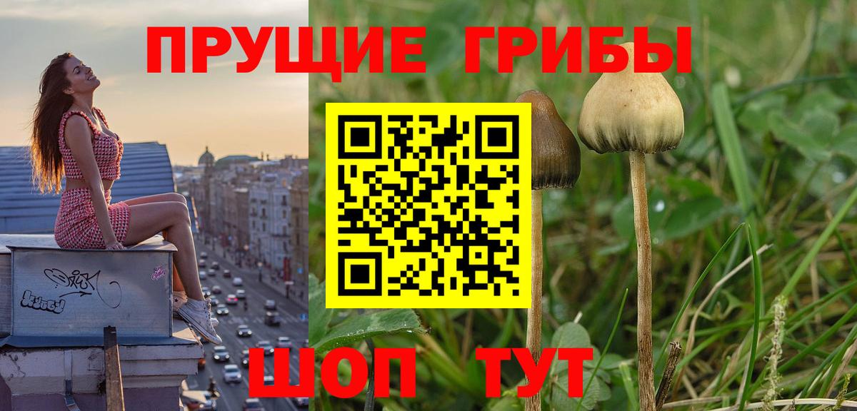 Псилоцибиновые грибы Cubensis  Вход с VPN  Кумертау  Псилоцибиновые грибы мицелий 